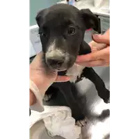 Foto dell\'animale cane - Matr. 2022/0928 - Microchip 380260044549909