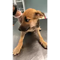 Foto dell\'animale cane - Matr. 2022/0930 - Microchip 380260044549924