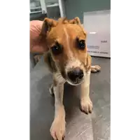 Foto dell\'animale cane - Matr. 2022/0931 - Microchip 380260044549415