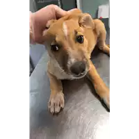 Foto dell\'animale cane - Matr. 2022/0932 - Microchip 380260044549215