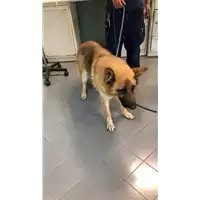Foto dell\'animale cane - Matr. 2022/0938 - Microchip 380260044549141