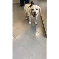 Foto dell\'animale cane - Matr. 2022/0936 - Microchip 380260000545994