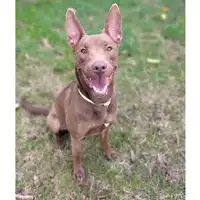 Foto dell\'animale cane - Matr. 2021/1151 - Microchip 380260044477087
