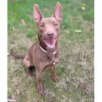 Foto dell\'animale cane - Matr. 2021/1151 - Microchip 380260044477087