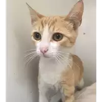 Foto dell\'animale gatto - Matr. 2017/0982 - Microchip 380260043260003