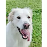 Foto dell\'animale cane - Matr. 2016/0375 - Microchip 380260042716513