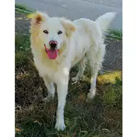 Foto dell\'animale cane - Matr. 2018/2650 - Microchip 380260043852642
