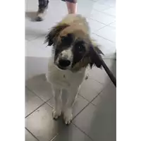 Foto dell\'animale cane - Matr. 2022/0946 - Microchip 380260044500733