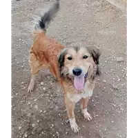 Foto dell\'animale cane - Matr. 2022/0948 - Microchip 380260044549370