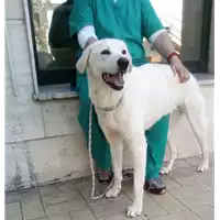 Foto dell\'animale cane - Matr. 2017/0981 - Microchip 380260002496389