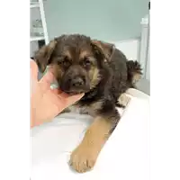 Foto dell\'animale cane - Matr. 2022/0950 - Microchip 380260044549694