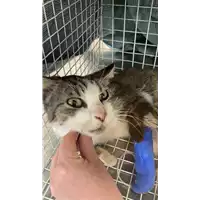 Foto dell\'animale gatto - Matr. 2022/0953 - Microchip 380260044549681