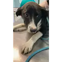 Foto dell\'animale cane - Matr. 2022/0956 - Microchip 380260044551556