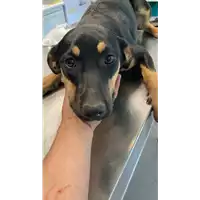 Foto dell\'animale cane - Matr. 2022/0957 - Microchip 380260044549334