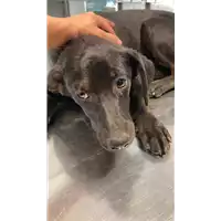 Foto dell\'animale cane - Matr. 2022/0958 - Microchip 380260044549701