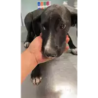 Foto dell\'animale cane - Matr. 2022/0960 - Microchip 380260044551307