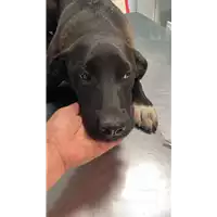 Foto dell\'animale cane - Matr. 2022/0961 - Microchip 380260044551577