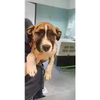 Foto dell\'animale cane - Matr. 2022/0965 - Microchip 380260044549901