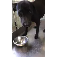 Foto dell\'animale cane - Matr. 2022/0966 - Microchip 380260044551811