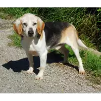 Foto dell\'animale cane - Matr. 2016/1776 - Microchip 380260042788516
