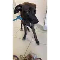 cane - Matr. 2022/0969 - Microchip 380260044550005