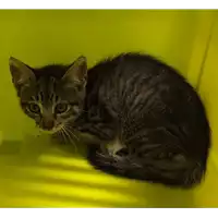 Foto dell\'animale gatto - Matr. 2022/0970 - Microchip 380260044816742