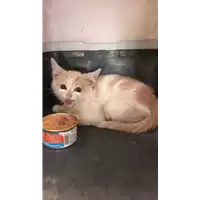 Foto dell\'animale gatto - Matr. 2022/0971 - Microchip 380260044500365
