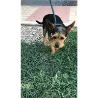 Foto dell\'animale cane - Matr. 2022/0972 - Microchip 380260140257913