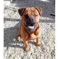 Foto dell\'animale cane - Matr. 2021/0668 - Microchip 941000024511111