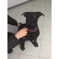 Foto dell\'animale cane - Matr. 2017/0983 - Microchip 380260043258645