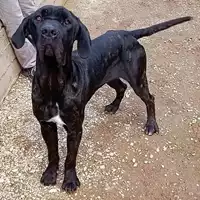 Foto dell\'animale cane - Matr. 2022/0979 - Microchip 380260044816918