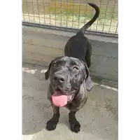 Foto dell\'animale cane - Matr. 2022/0980 - Microchip 380260044816416