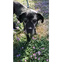 Foto dell\'animale cane - Matr. 2022/0981 - Microchip 380260000137066