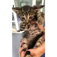 Foto dell\'animale gatto - Matr. 2022/0986 - Microchip 380260044816248