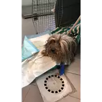 Foto dell\'animale cane - Matr. 2022/0987 - Microchip 380260044816257