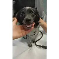 Foto dell\'animale cane - Matr. 2022/0989 - Microchip 380260044816720