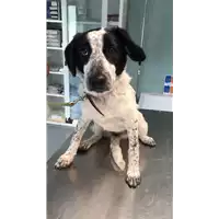 Foto dell\'animale cane - Matr. 2022/0991 - Microchip 380260044133176