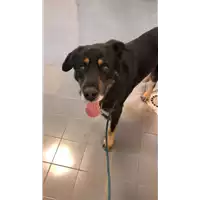 Foto dell\'animale cane - Matr. 2022/0993 - Microchip 380260044816611