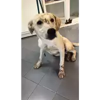 Foto dell\'animale cane - Matr. 2022/0996 - Microchip 380260044816316