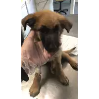 Foto dell\'animale cane - Matr. 2022/0998 - Microchip 380260044817076