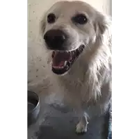 Foto dell\'animale cane - Matr. 2017/0986 - Microchip 380260043257495