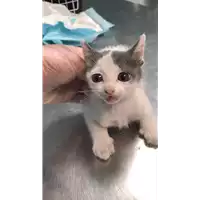 Foto dell\'animale gatto - Matr. 2022/1004 - Microchip 380260044816933