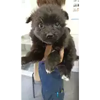 Foto dell\'animale cane - Matr. 2022/1007 - Microchip 380260044817168