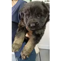 Foto dell\'animale cane - Matr. 2022/1008 - Microchip 380260044816615