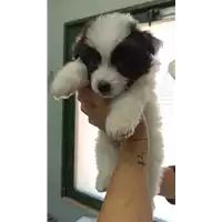 Foto dell\'animale cane - Matr. 2022/1009 - Microchip 380260044816565