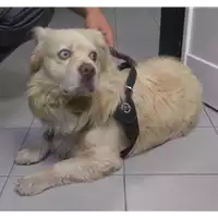 Foto dell\'animale cane - Matr. 2017/0987 - Microchip 982009106547688
