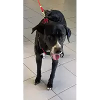 Foto dell\'animale cane - Matr. 2022/1014 - Microchip 380260044666135