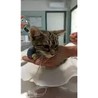 Foto dell\'animale gatto - Matr. 2022/1027 - Microchip 380260044806625
