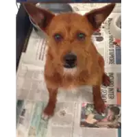 Foto dell\'animale cane - Matr. 2017/0988 - Microchip 380260043259467