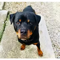 Foto dell\'animale cane - Matr. 2022/1030 - Microchip 688035000107615